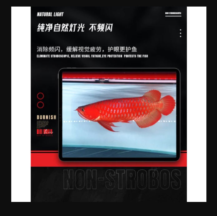 MAYIN Super Colour 3 LED Light